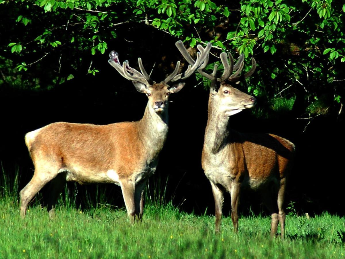 Madams Hill House Killarney Villa Dış mekan fotoğraf